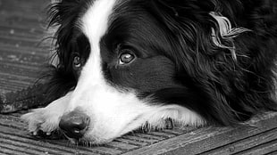 greyscale photography of Border Collie